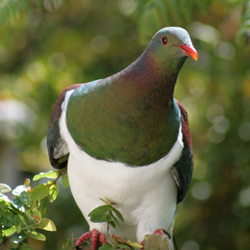 Kereru001.png