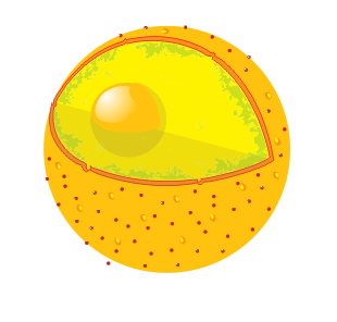 Diagram human cell nucleus no text.png