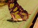 Butterfly3.jpg