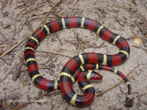 Coral Snake.gif