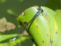 Blue dragonfly in new pond close.jpg