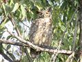Owl in tree by pond 2.jpg