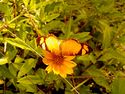 YellowButterfly.jpg