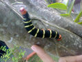 Black caterpillar with yellow stripes 2.jpg
