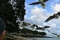 Aran with Seagulls.jpg