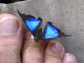 Blue butterfly on my foot.jpg