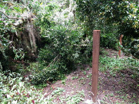 Fallen tree in retreat area 1.jpg