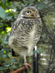 Foz bird park 21.jpg