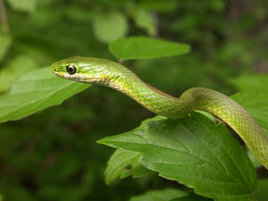 Green grass snake.jpg