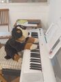 Pupito learning piano.jpg