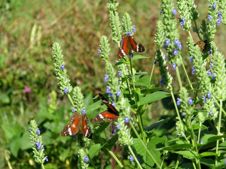 Red butterflies on chia 1.jpg