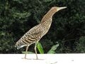 Rufescent tiger heron.jpg