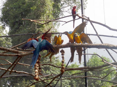 Foz bird park 19.jpg