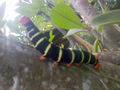 Black caterpillar with yellow stripes 1.jpg
