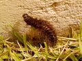 Fluffy caterpillar.jpg