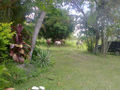 Pirenópolis retreat horses in garden.jpg