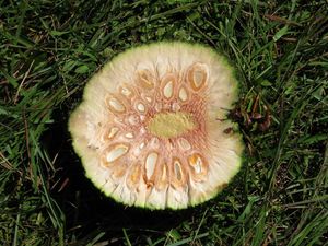 Araucaria fruit cross section.jpg