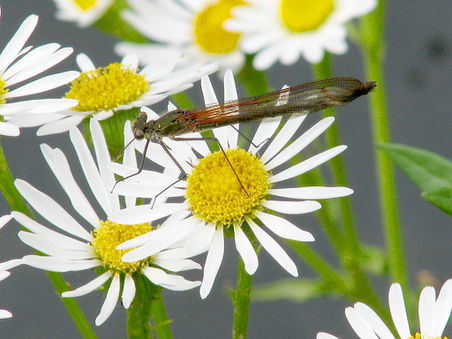 Dragonfly on daisys2.jpg
