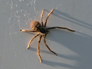 Big seven legged spider on trailer.jpg