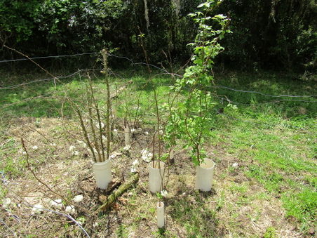 Pipes and wool on raspberries.jpg