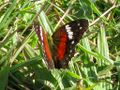 Red butterfly 2.jpg