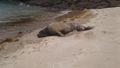 Elephant seal on beach 1.jpg