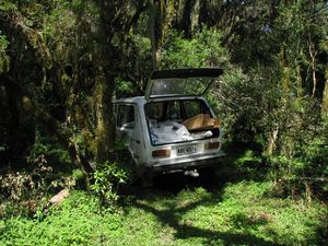 House - carrying wood in car.jpg