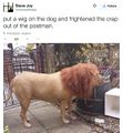 Pet Lion.jpg
