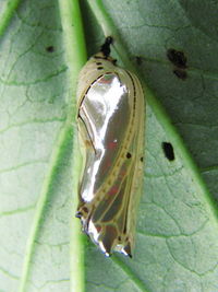 Silver chrysalis 2.jpg