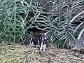 Patriot Cow in forest looking at us.jpg