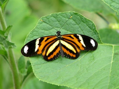 Ethilla Longwing 1.jpg