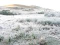 Frosty morning on the land.jpg