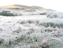 Frosty morning on the land.jpg