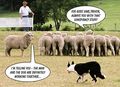 Sheep conspiracy.jpg