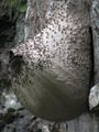 Big insect nests on cliff 3.jpg