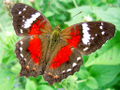 Another red butterfly on chia.jpg