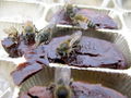 Bees drinking liqueur chocolate 2.jpg