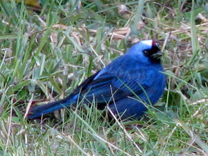 Blue bird 3.jpg
