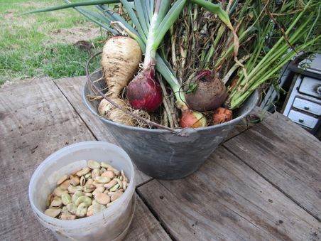 Vege harvest Dec 2018b.jpg