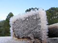 Frosty morning on the land - ice crystals.jpg