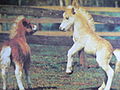 Miniture horses.jpg