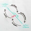 Activity-sub-phases.jpg