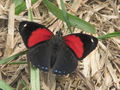 2015 red butterfly 2.jpg