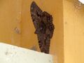 30cm moth.jpg