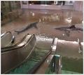 Kuwait shark tank collapse.jpg