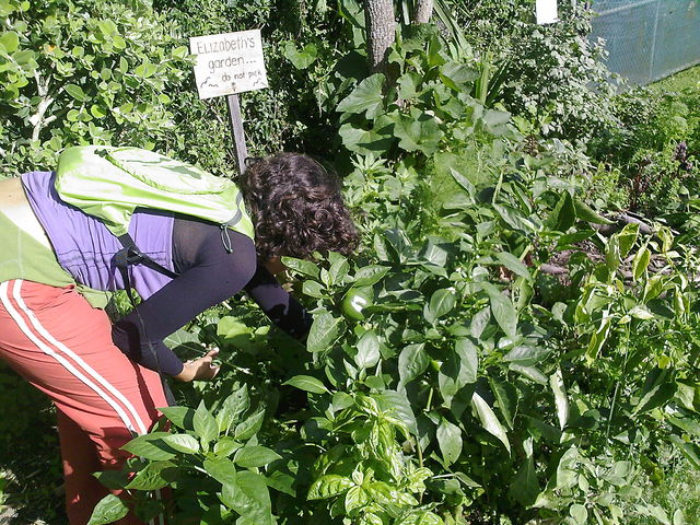 OD Vege Patch 1.jpg