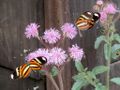 Butterflies on pink flowers.jpg