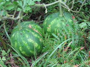 Our first watermelons.jpg