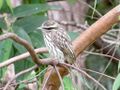 Streaked flycatcher.jpg