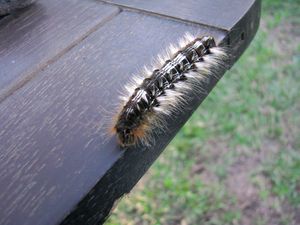 Big caterpillar on table.jpg